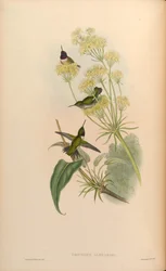 Trochilus alexandri = Archilochus alexandri